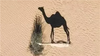 دخل جمل على رسول الله
