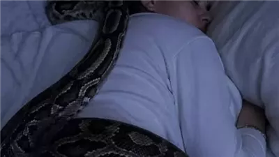 عاشت مع ثعبان ضخم 3 سنوات… ثم اكتشفت أنه لم يكن يحبها بل كان يقيسها