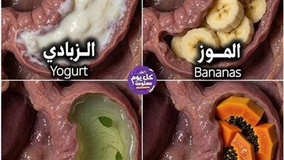 الزبادي : يدعم البكتيريا..