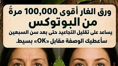 أوراق الغار أقوى بـ 100,000 مرة من البوتوكس